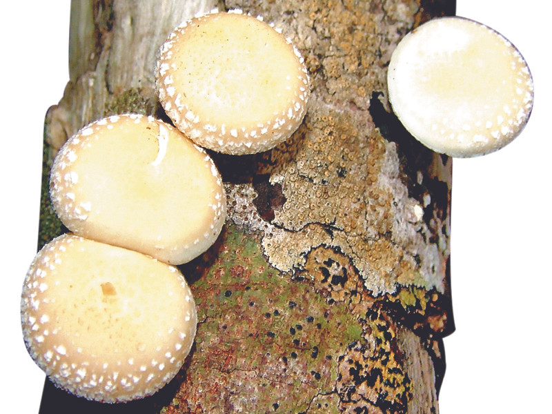 Nấm hương trắng