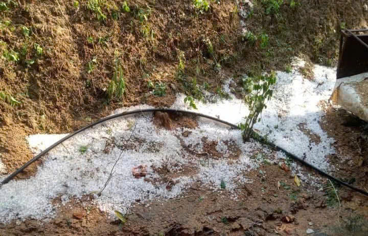 Qua kiểm tra, cơ quan chức năng xác định, kích thước hạt mưa đá có đường kính 1-1,5cm. Qua kiểm tra, cơ quan chức năng xác định, kích thước hạt mưa đá có đường kính 1-1,5cm.