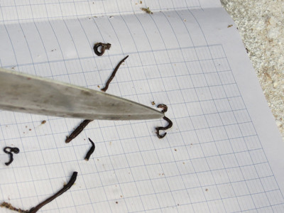 Dùng dao cắt ra bao nhiêu khúc, chúng không những không chết mà mỗi khúc lại thành mỗi con riêng biệt