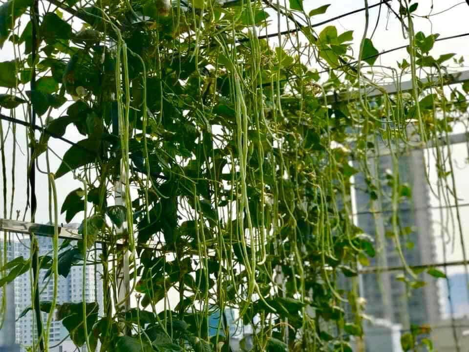 Hình ảnh vườn cây xanh mát, hoa trái xum xuê khiến nhiều người khó cầm lòng.