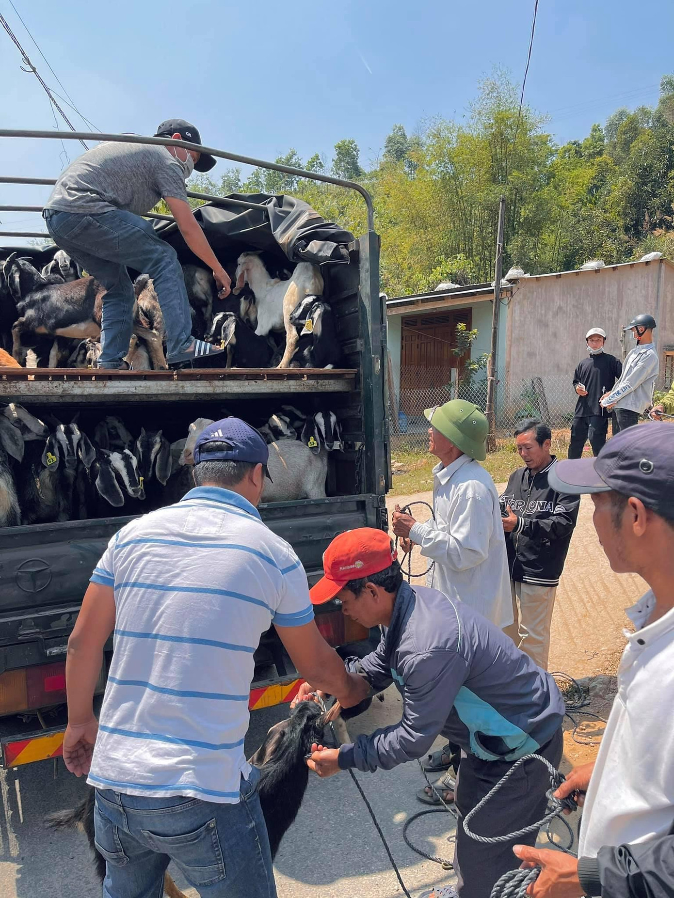 57 cặp dê giống được mua từ Ninh Thuận chuyển vào trao cho bà con ở Nam Trà My, Quảng Nam.