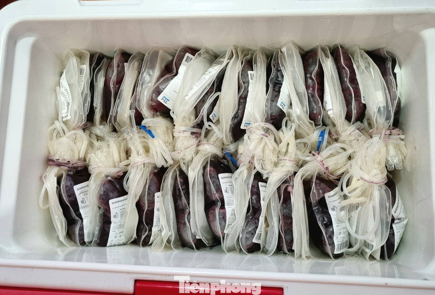 Dự kiến chương trình Chủ Nhật Đỏ tại Trường Đại học Hùng Vương tiếp nhận hơn 700 đơn vị máu. Dự kiến chương trình Chủ Nhật Đỏ tại Trường Đại học Hùng Vương tiếp nhận hơn 700 đơn vị máu.