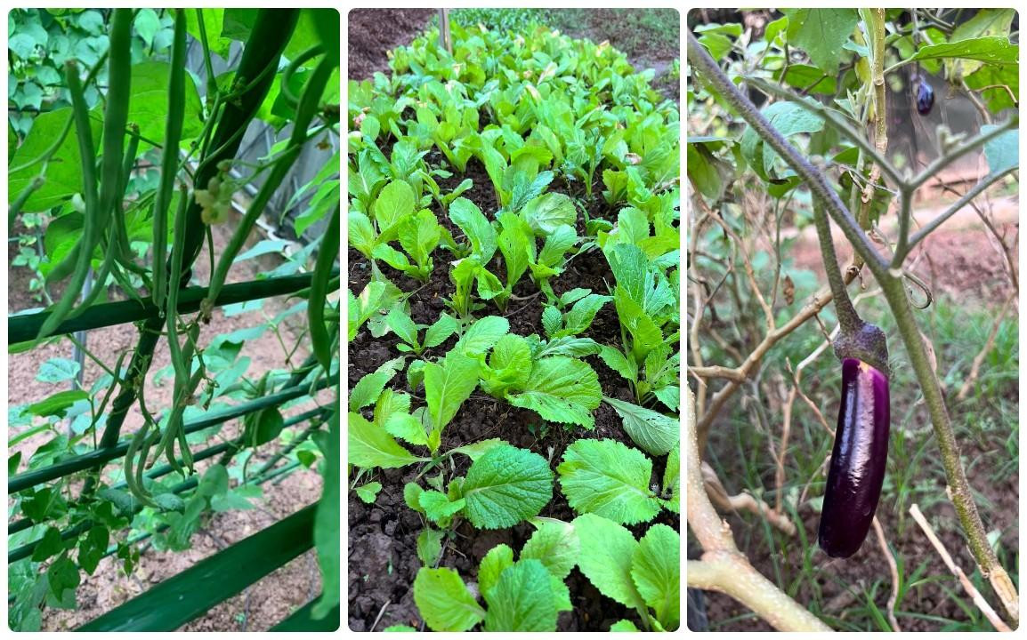 Từng loại rau củ được Hoa hậu Nguyễn Thị Huyền trồng theo mùa. Từng loại rau củ được Hoa hậu Nguyễn Thị Huyền trồng theo mùa.