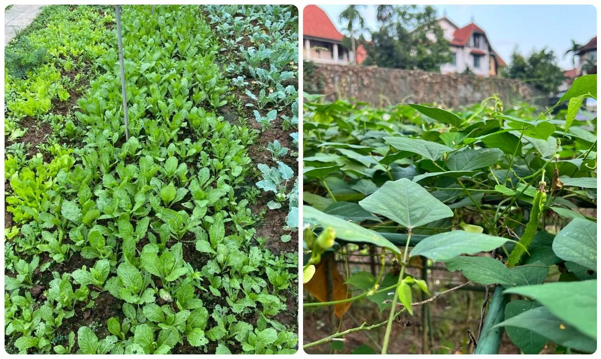 Cô trồng rất nhiều loại rau như: rau cải xanh, su hào, bắp cải, đậu khế... Cô trồng rất nhiều loại rau như: rau cải xanh, su hào, bắp cải, đậu khế...