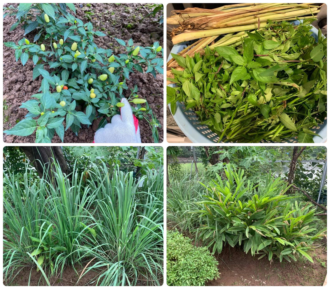 Những hình ảnh đời thường cho thấy nàng hậu đang tận hưởng cuộc sống theo cách riêng, giản dị và hòa mình với thiên nhiên. Những hình ảnh đời thường cho thấy nàng hậu đang tận hưởng cuộc sống theo cách riêng, giản dị và hòa mình với thiên nhiên.