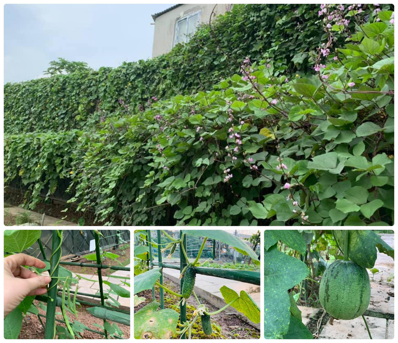 Được biết, hiện tại gia đình Hoa hậu Nguyễn Thị Huyền đang sống trong căn biệt thự rộng rãi ở Hà Nội nên cô đã tận dụng những khoảng đất trống để trồng cây, hoa và rau sạch xung quanh nhà và sân thượng. Được biết, hiện tại gia đình Hoa hậu Nguyễn Thị Huyền đang sống trong căn biệt thự rộng rãi ở Hà Nội nên cô đã tận dụng những khoảng đất trống để trồng cây, hoa và rau sạch xung quanh nhà và sân thượng.