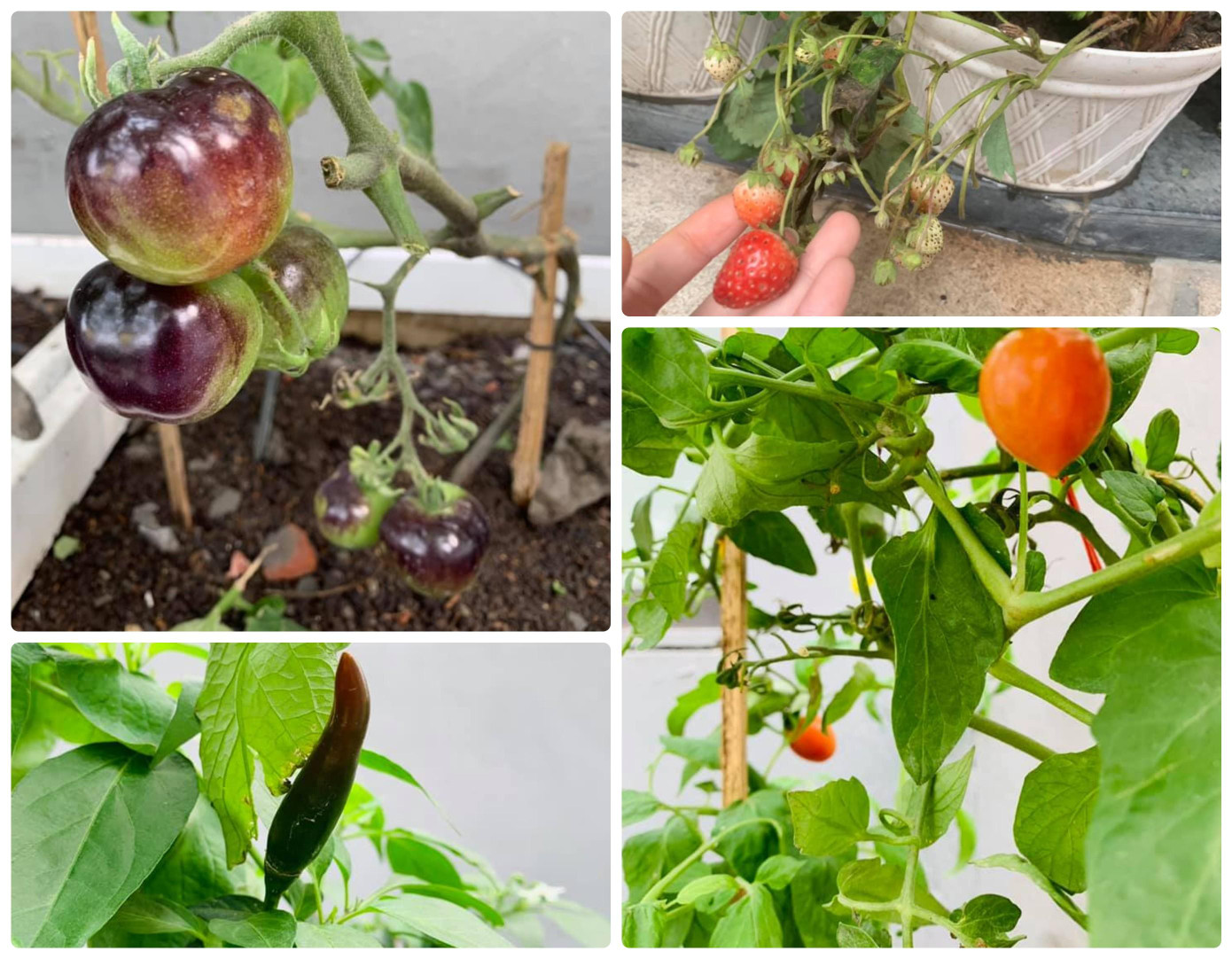 Vốn là nàng hậu kín tiếng trong chuyện đời tư nhưng Hoa hậu Nguyễn Thị Huyền vẫn luôn nhận được sự yêu mến và quan tâm của người hâm mộ. Trên trang cá nhân của mình, Hoa hậu Nguyễn Thị Huyền thường xuyên chia sẻ những hình ảnh đời thường liên quan tới vườn rau sạch, cây trái xanh tươi của mình. Vốn là nàng hậu kín tiếng trong chuyện đời tư nhưng Hoa hậu Nguyễn Thị Huyền vẫn luôn nhận được sự yêu mến và quan tâm của người hâm mộ. Trên trang cá nhân của mình, Hoa hậu Nguyễn Thị Huyền thường xuyên chia sẻ những hình ảnh đời thường liên quan tới vườn rau sạch, cây trái xanh tươi của mình.