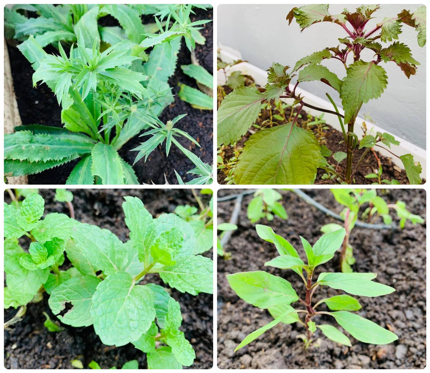 Nhiều khán giả trầm trồ mỗi khi nàng hậu khoe hình ảnh thu hoạch rau, trái từ vườn cây. Nhiều khán giả trầm trồ mỗi khi nàng hậu khoe hình ảnh thu hoạch rau, trái từ vườn cây.