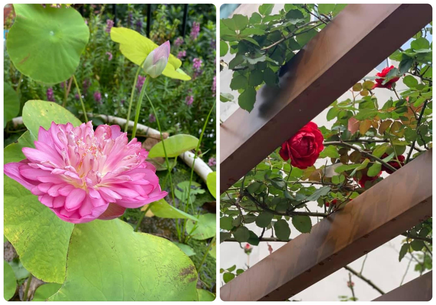 Ngoài trồng rau xanh, cây trái, Hoa hậu Nguyễn Thị Huyền còn trồng hoa hồng và hoa sen để điểm tô cho căn biệt thự. Ngoài trồng rau xanh, cây trái, Hoa hậu Nguyễn Thị Huyền còn trồng hoa hồng và hoa sen để điểm tô cho căn biệt thự.