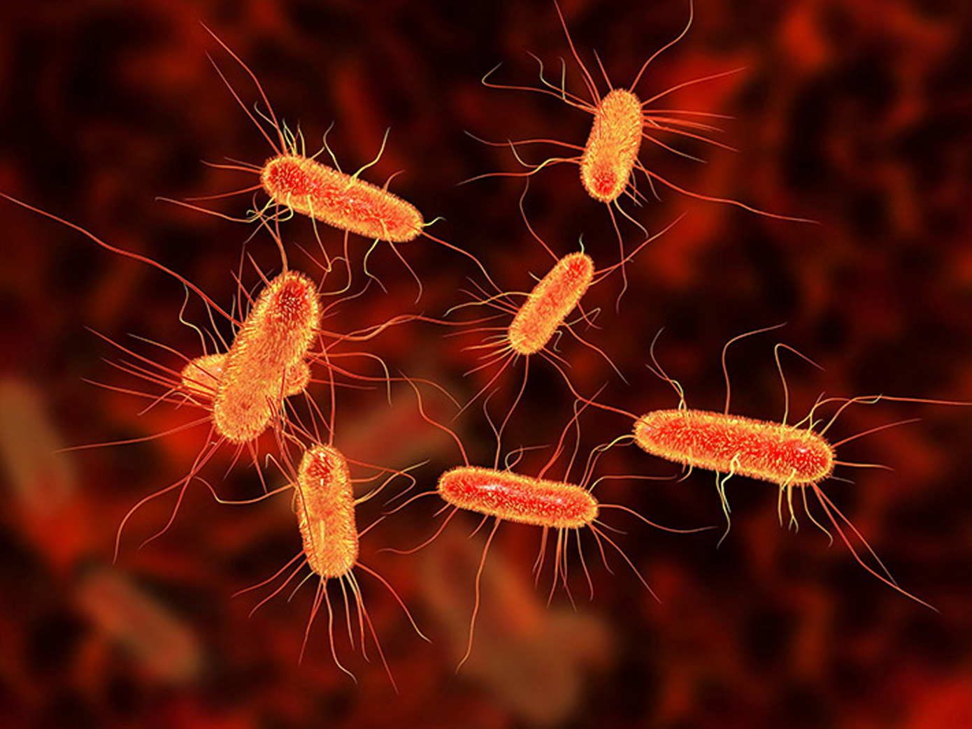 Vi khuẩn E.coli là thủ phạm chính gây nên bệnh viêm đường tiết niệu. Vi khuẩn E.coli là thủ phạm chính gây nên bệnh viêm đường tiết niệu.