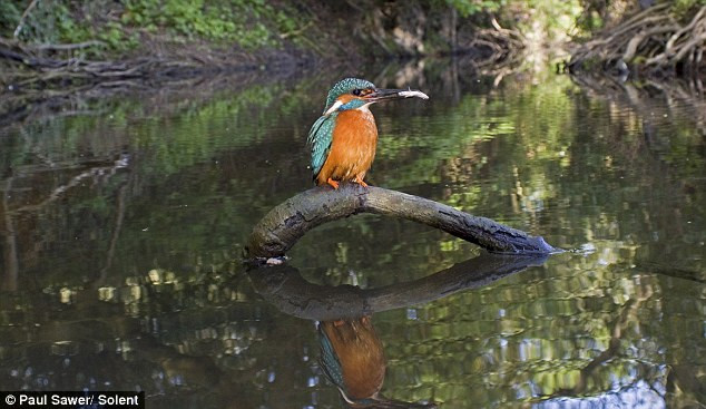 "Thợ săn" lao xuống nước như một mũi tên. Hình ảnh phản chiếu của một con bói cá trên mặt nước. Vọt lên khỏi mặt nước khi bắt được mồi "Án binh bất động" để chờ con mồi xuất hiện.