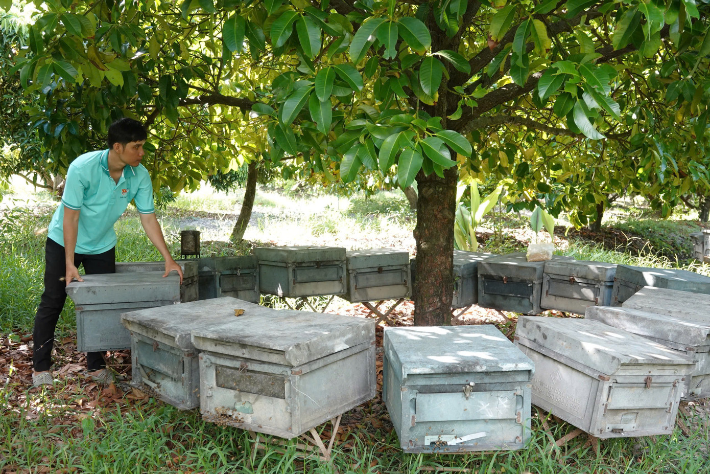 Những thùng ong mật được anh Trọng đặt dưới gốc cây ăn trái trong vườn.
