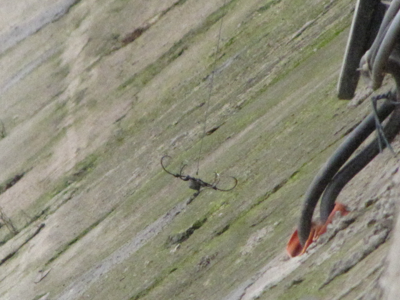 Lưỡi câu chùm đe dọa an toàn của Cụ Rùa. Ảnh: Trường Phong