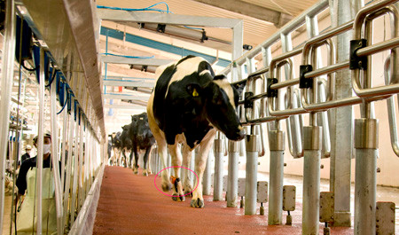 Công nghệ chăn nuôi bò hiện đại nhất đã được áp dụng. Bò được gắn chíp (khoanh tròn trong ảnh) để theo dõi, quản trị.
