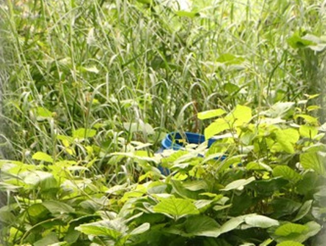 Dựng lại hiện trường vụ giết người đúc bê tông gây chấn động Bình Dương ảnh 5