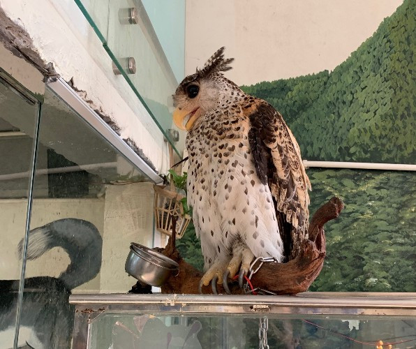 Khóa các tài khoản facebook chia sẻ hình ảnh động vật ảnh 3