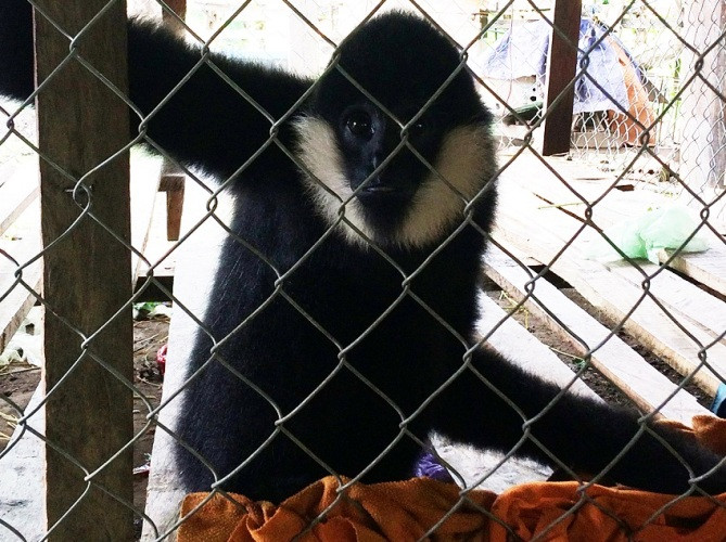 Khóa các tài khoản facebook chia sẻ hình ảnh động vật ảnh 1