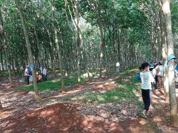 Phát hiện người đàn ông chết treo cổ trên cây cao su ảnh 1