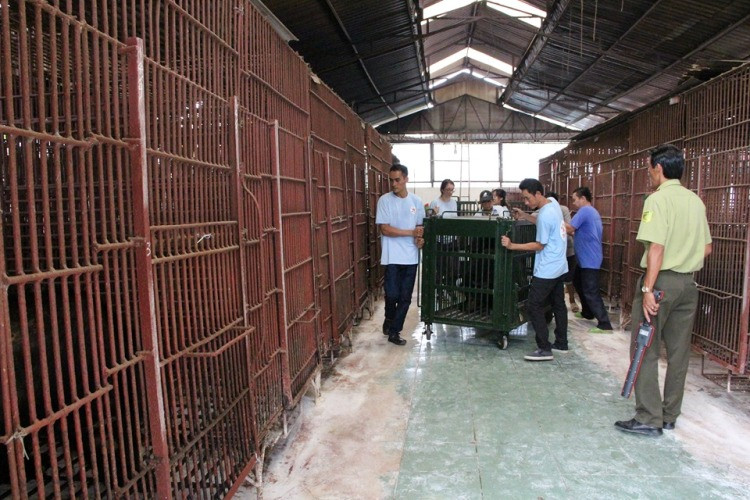 Giải cứu 6 cá thể gấu bị nuôi nhốt lấy mật ở Bình Dương ảnh 2