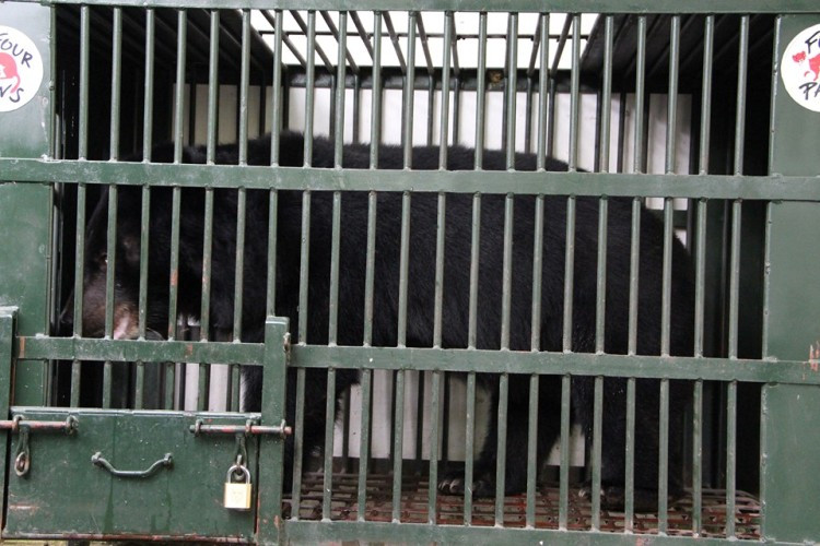 Giải cứu 6 cá thể gấu bị nuôi nhốt lấy mật ở Bình Dương ảnh 5