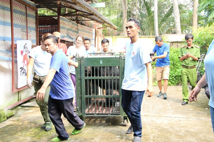 Giải cứu 6 cá thể gấu bị nuôi nhốt lấy mật ở Bình Dương ảnh 3