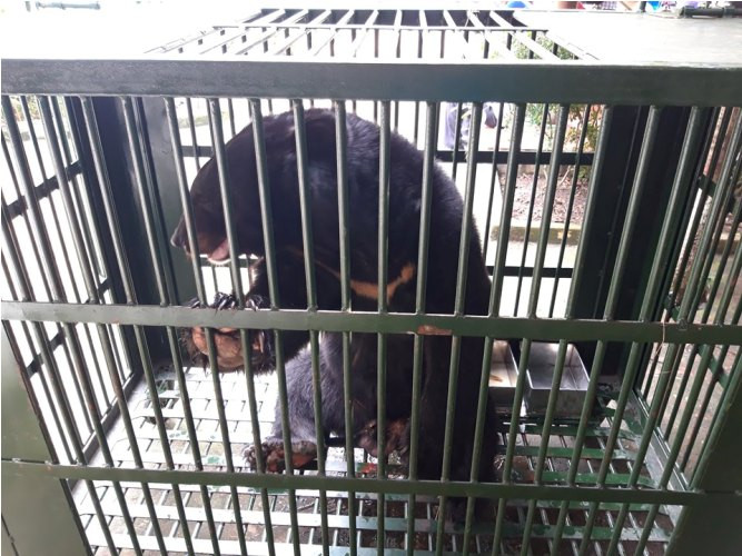 Giải cứu 6 cá thể gấu bị nuôi nhốt lấy mật ở Bình Dương ảnh 1