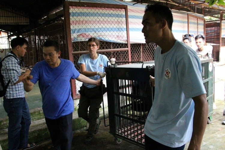 Giải cứu 6 cá thể gấu bị nuôi nhốt lấy mật ở Bình Dương ảnh 4