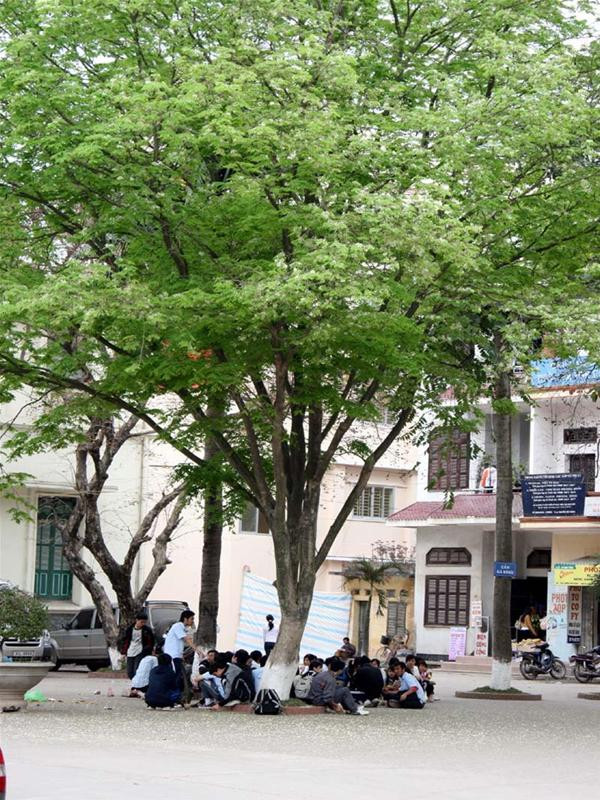 Rất nhiều học sinh, sinh viên ở ký túc xá Mễ Trì (ĐHQGHN) và các trường lân cận thường tụ tập dưới gốc những cây sưa để trò chuyện.