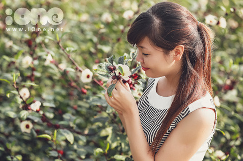 Loài hoa này bắt đầu vào vụ khi tháng 9 sang và đẹp nhất trong khoảng cuối tháng 10 