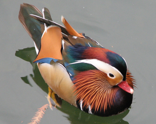 Uyên ương được coi là biểu tượng của hạnh phúc, sự chung thủy trong hôn nhân