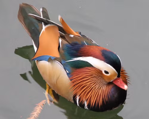 Uyên ương được coi là biểu tượng của hạnh phúc, sự chung thủy trong hôn nhân