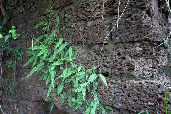 Đoạn tường phía Tây của thành còn sót lại được xây bằng đá tổ ong