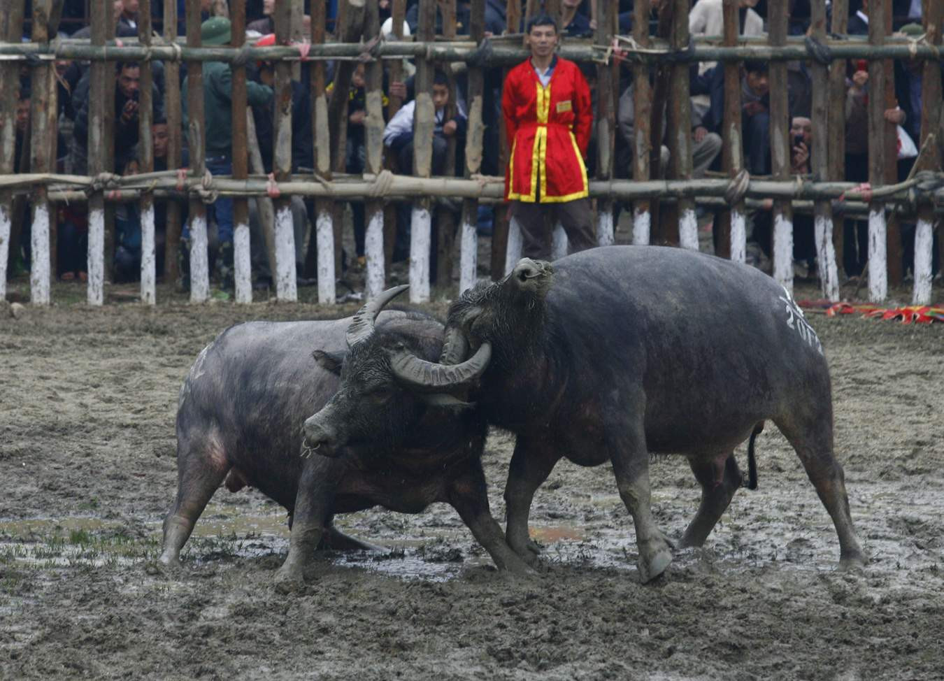 Khoá sừng hạ gục đối thủ