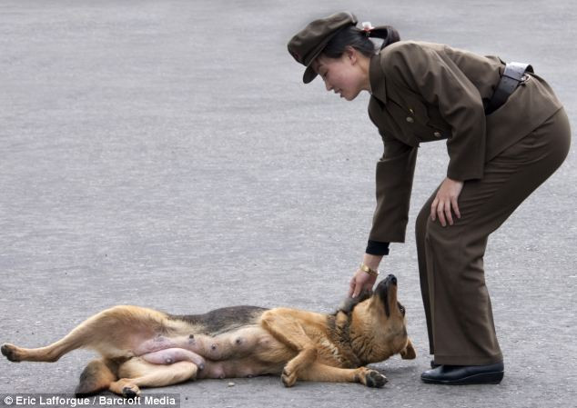 Trong lúc tuần tra, nữ binh lính Triều Tiên vẫn đùa nghịch cùng chú chó ven đường . Trong lúc tuần tra, nữ binh lính Triều Tiên vẫn đùa nghịch cùng chú chó ven đường