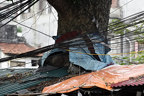 Thân cây đâm thủng mái tôn và vươn cao đến 20m