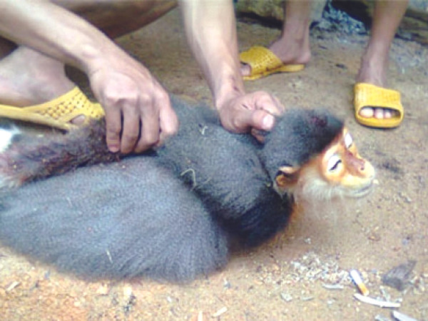 Voọc Chà vá bị hành hạ trước khi bị làm thịt Nguồn: Facebook