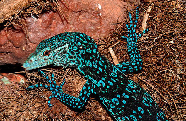 Thằn lằn chúa – Varanus Macraei. Thằn lằn chúa – Varanus Macraei