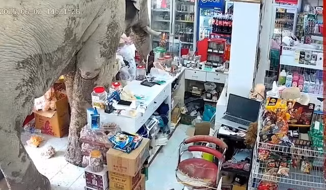 Plai Biang Lek thường xuyên xuất hiện gần các khu dân cư để tìm thức ăn.