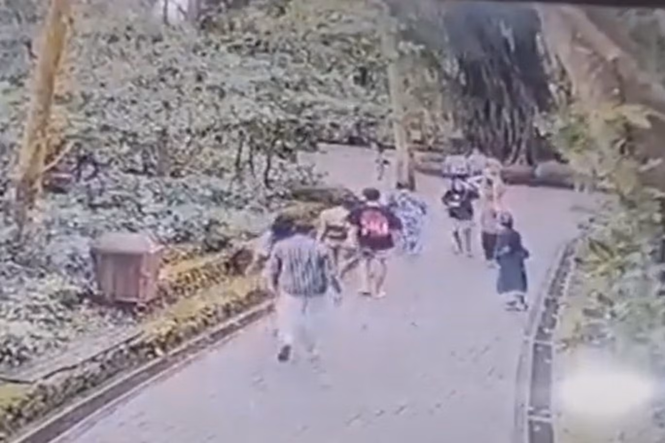 Vài phút trước khi một cơn gió mạnh thổi qua đã quật ngã cây cối và giết chết khách du lịch tại Rừng Khỉ thiêng Bali.