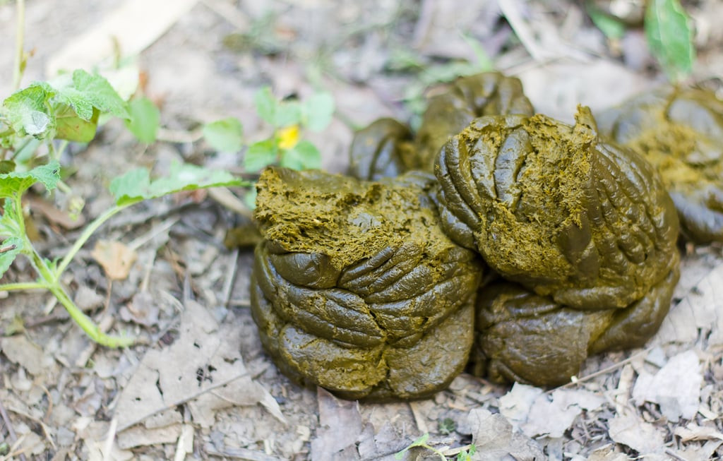 Lẩu phân bò không dành cho những người có dạ dày yếu. Lẩu phân bò không dành cho những người có dạ dày yếu.