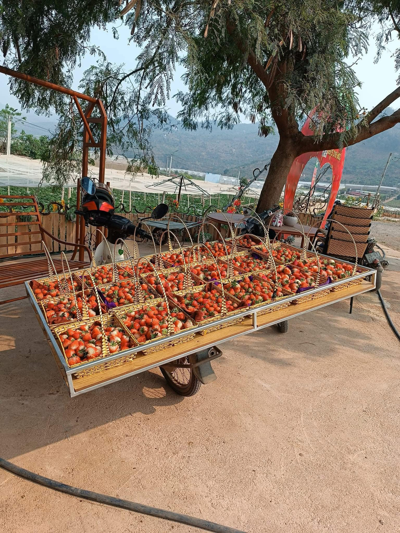 Dâu tây Mộc Châu được bày bán. Dâu tây Mộc Châu được bày bán.