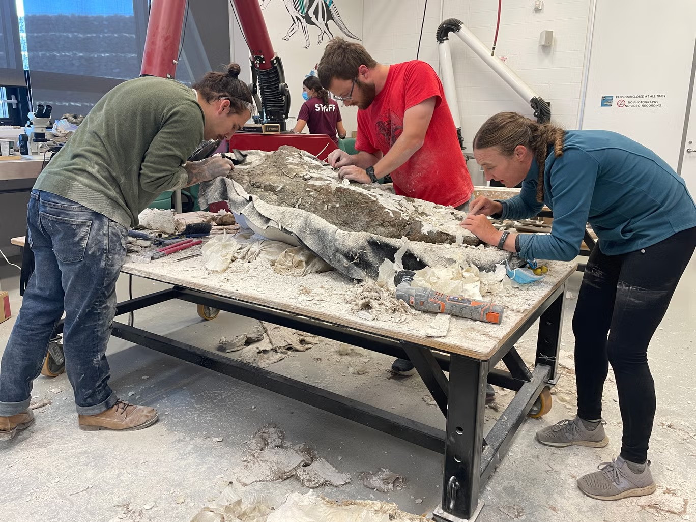 'Lật ngược' hộp sọ khủng long nặng 180kg. 'Lật ngược' hộp sọ khủng long nặng 180kg.