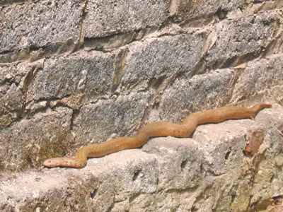 Cận cảnh rắn thần