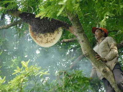 Chuẩn bị cắt túi mật khỏi tổ ong. Ảnh: Thiên Lộc