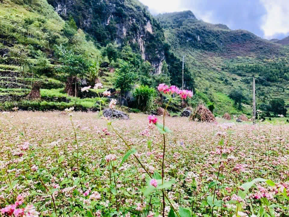 “Hà Giang sắp chuyển sang Đông nên hi vọng mưa lũ sẽ giảm bớt, để du khách có thể đến Hà Giang du lịch nhiều hơn. Bởi đến hẹn lại lên, từ cuối tháng 10 đến tháng 11 dương lịch hàng năm, là khoảng thời gian hoa tam giác mạch ở Hà Giang nở rộ nhất, và cũng là lúc du khách lên đây tham gia Lễ hội Hoa tam giác mạch nhộn nhịp nhất", anh Mạnh Tour nói.