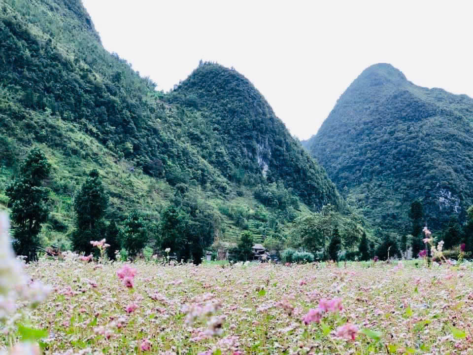 “Hà Giang sắp chuyển sang Đông nên hi vọng mưa lũ sẽ giảm bớt, để du khách có thể đến Hà Giang du lịch nhiều hơn. Bởi đến hẹn lại lên, từ cuối tháng 10 đến tháng 11 dương lịch hàng năm, là khoảng thời gian hoa tam giác mạch ở Hà Giang nở rộ nhất, và cũng là lúc du khách lên đây tham gia Lễ hội Hoa tam giác mạch nhộn nhịp nhất", anh Mạnh Tour nói.