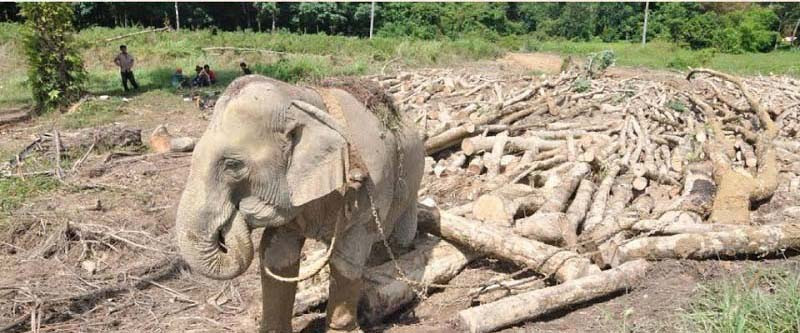 Trên mặt sau tờ 1.000 đồng là những người lao động đang cưỡi voi, khai thác gỗ tại Tây Nguyên, được phát hành năm 1989. Đồng tiền này hiện nay vẫn còn đang được lưu hành rộng rãi trên thị trường. Trên mặt sau tờ 1.000 đồng là những người lao động đang cưỡi voi, khai thác gỗ tại Tây Nguyên, được phát hành năm 1989. Đồng tiền này hiện nay vẫn còn đang được lưu hành rộng rãi trên thị trường.