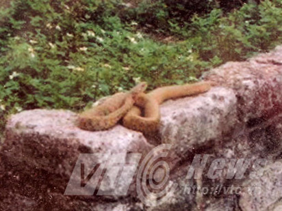 "Ông rắn" bò lên tường sưởi nắng .