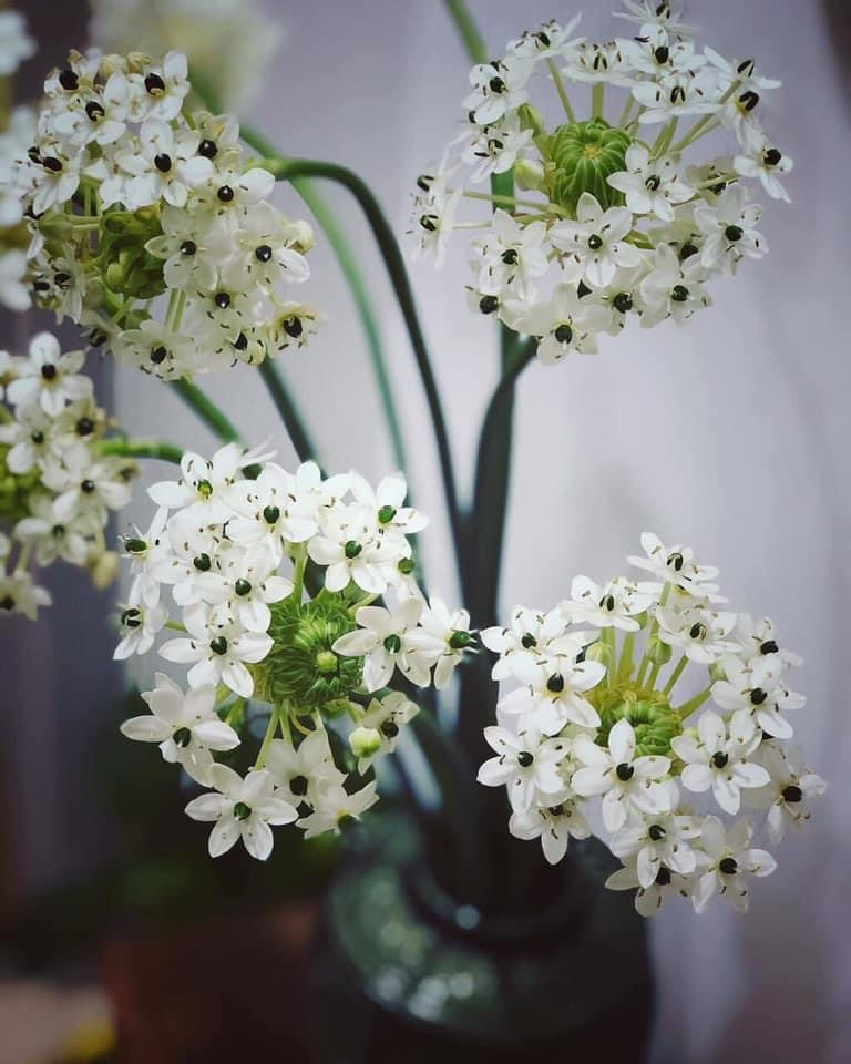 Thiên nga mắt ngọc mang vẻ đẹp kiêu kỳ (Ảnh: Amy).