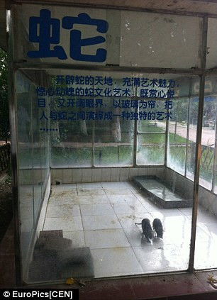 Sở thú bị cáo buộc thay thế động vật kỳ lạ với loài khác (ảnh: một cặp động vật, được cho là lợn). Sở thú bị cáo buộc thay thế động vật kỳ lạ với loài khác (ảnh: một cặp động vật, được cho là lợn)